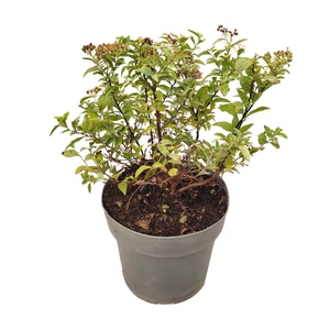 Spiraea japonica 'Shirobana' / Japán gyöngyvessző