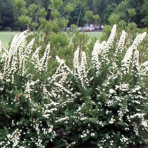 Spiraea nipponica 'Snowmound' / NIpponi gyöngyvessző