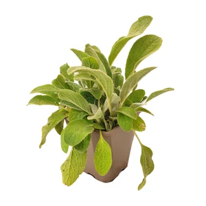 Stachys byzantina / Gyapjas tisztesfű