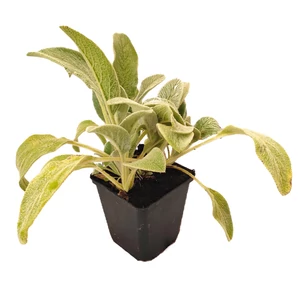 Stachys byzantina / Gyapjas tisztesfű