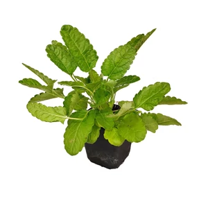 Stachys officinalis / Orvosi tisztesfű