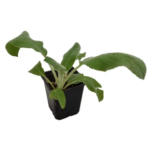 Stachys byzanthina 'Helena Von Stein' / Gyapjas tisztesfű