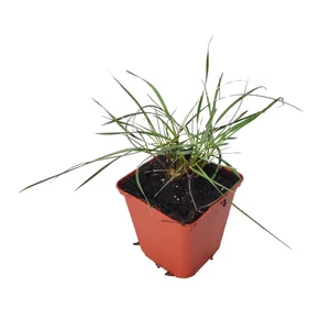 Stipa gigantea / Óriás árvalányhaj