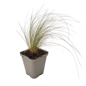 Stipa tenuissima 'Pony Tails' / Árvalányhaj