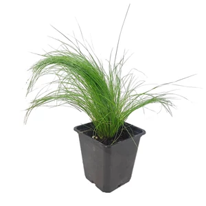 Stipa tenuissima / Árvalányhaj