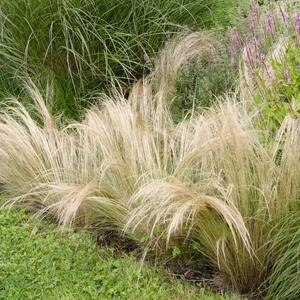 Stipa tenuissima 'Pony Tails' / Árvalányhaj