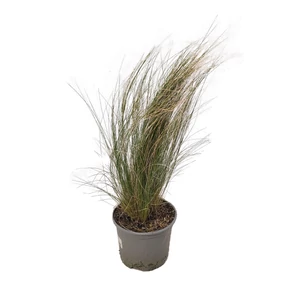 Stipa tenuissima 'Pony Tails' / Árvalányhaj