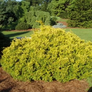 Taxus baccata 'Repandens Aurea' / Arany terülő tiszafa