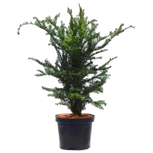 Taxus baccata 'Zöld' / Tiszafa