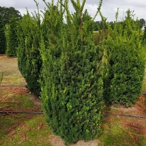 Taxus x media 'Grönland' / Tiszafa