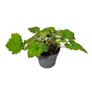 Tellima grandiflora / Csészerojt