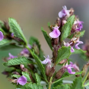 Teucrium chamaedrys / Sarlós gamandor