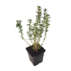 Teucrium x lucidrys / Hibrid gamandor
