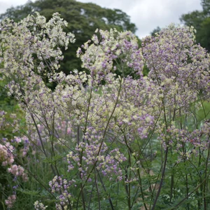 Thalictrum 'Elin' / Borkóró
