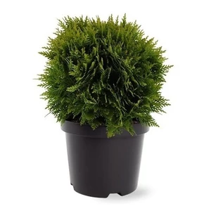 Thuja occidentalis 'Danica' / Törpe gömbtuja 'Danica'