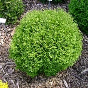 Thuja occidentalis 'Tiny Tim' / Törpe gömbtuja