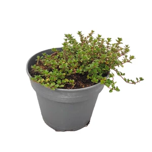 Thymus citriodorus 'Doone Valley' / Citrom illatú kakukkfű