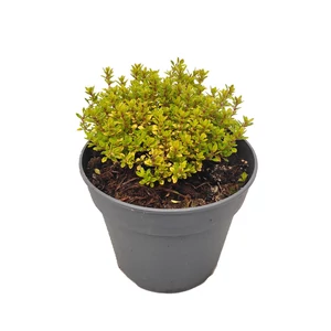 Thymus citriodorus 'E. B. Anderson' / Citrom illatú kakukkfű