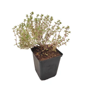 Thymus citriodorus 'Silver Posie' / Citrom illatú kakukkfű