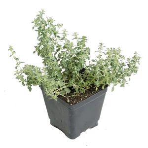 Thymus x citriodorus 'Silver Queen' / Citrom illatú kakukkfű