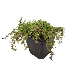 Thymus  praecox 'Coccineus' / Korai kakukkfű