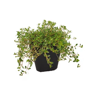Thymus serpyllum 'Magic Carpet' / Kúszó kakukkfű