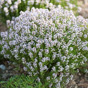 Thymus vulgaris 'Compactus' / Kerti kakukkfű