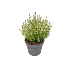 Thymus vulgaris 'Fredo' / Kerti kakukkfű