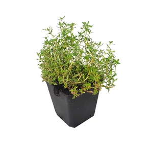 Thymus vulgaris 'German Winter' / Kerti kakukkfű