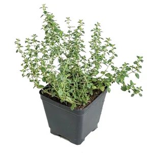 Thymus vulgaris / Kerti kakukkfű