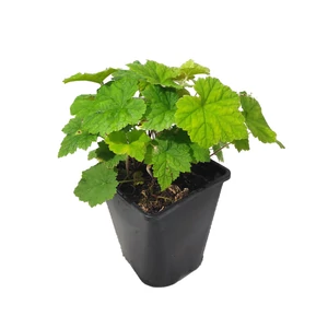 Tiarella cordifolia / Szívlevelű turbántok