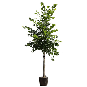 Tilia cordata / Kislevelű hársfa