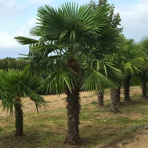 Trachycarpus fortunei / Kínai kenderpálma