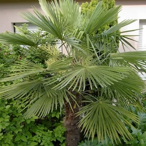 Trachycarpus fortunei / Kínai kenderpálma (többtörzses)
