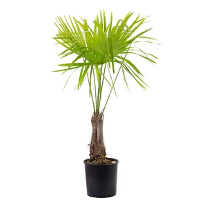 Trachycarpus fortunei / Kínai kenderpálma