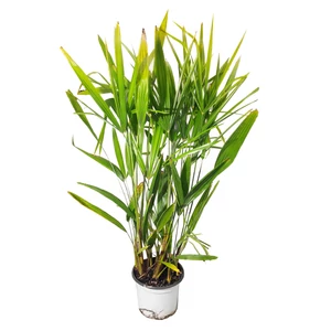 Trachycarpus fortunei / Kínai kenderpálma (többtörzses)