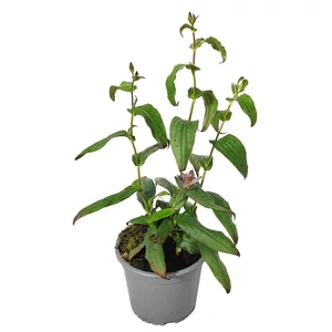 Tricyrtis hirta / Borzas púpliliom