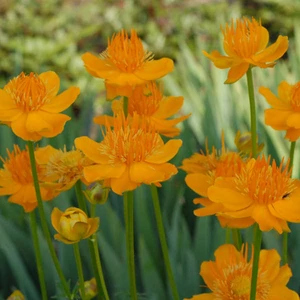 Trollius chinensis 'Golden Queen' / Kínai zergeboglár