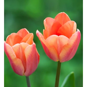 Tulipa 'Apricot Foxx' / Tulipán virághagyma
