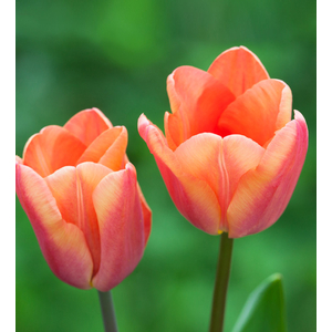 Tulipa 'Apricot Foxx' / Tulipán