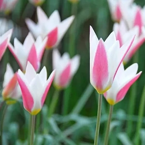 Tulipa clusiana / Clusius-tulipán virághagyma