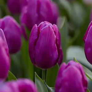 Tulipa 'Purple Prince' / Tulipán
