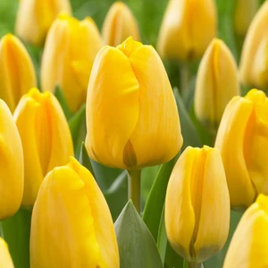 Tulipa 'Golden Apeldoorn' / Tulipán virághagyma