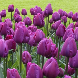 Tulipa 'Negrita' / Tulipán virághagyma