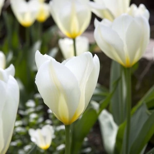 Tulipa 'Purissima' / Tulipán virághagyma