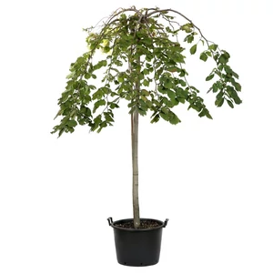Ulmus pendula 'Mauro' / Kis levelű csüngő szilfa