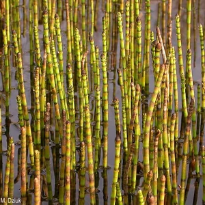 Equisetum fluviatile / Iszapzsurló