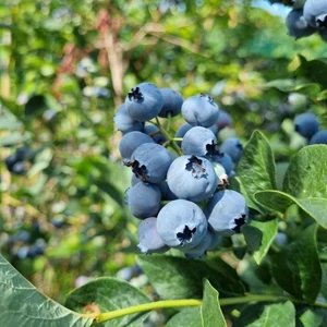 Vaccinium corymbosum 'Elliot' / Kék áfonya bokor
