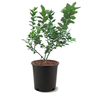 Vaccinium corymbosum 'Bluecrop' / Kék áfonya bokor