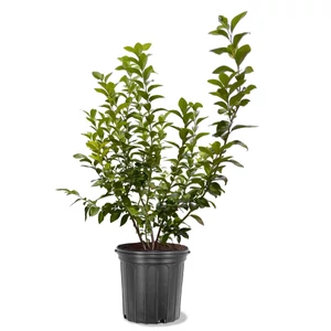 Vaccinium corymbosum 'Legacy' / Kék áfonya